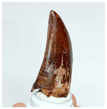 1017 - Nicely Preserved Carcharodontosaurus saharicus 1.96'' Dinosaur Tooth