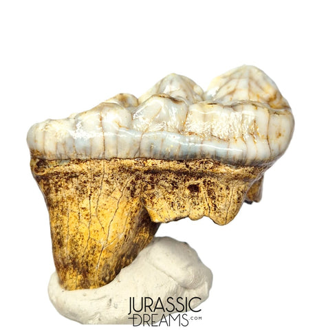 S369 - Gem Grade Huge Ice Age Cave Bear (Ursus spelaeus) Upper Molar Tooth (M2) - Pleistocene