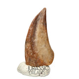 J177 - Top Rare Ornithocheirid Pterosaur Claw - Lower Cretaceous  Elrhaz Fm