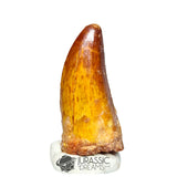 20328 - Nicely Preserved Carcharodontosaurus saharicus Dinosaur Premaxillary Tooth