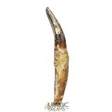 J512 - Top Rare fully Rooted cf Lapparentosaurus Titanosauriform / Basal Brachiosaurid Dinosaur Tooth - Middle Jurassic