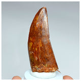 1009 - Nicely Preserved Carcharodontosaurus saharicus 2.44'' Dinosaur Tooth