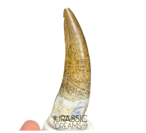 S80 - Nicely Preserved Suchomimus tenerensis Spinosaurid Dinosaur Tooth
