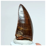 1015 - Gem Grade Carcharodontosaurus saharicus 2.36'' Dinosaur Tooth KemKem