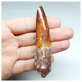 1197 - Gem Grade Spinosaurus aegyptiacus Dinosaur Tooth