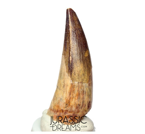 S189 - Nicely Preserved Sarcosuchus imperator Crocodile Tooth - Lower Cretaceous Elrhaz Fm