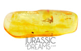 J18 - SUPERB Looking DAGGER FLY Empididae Fossil Inclusion Genuine BALTIC AMBER + HQ Picture
