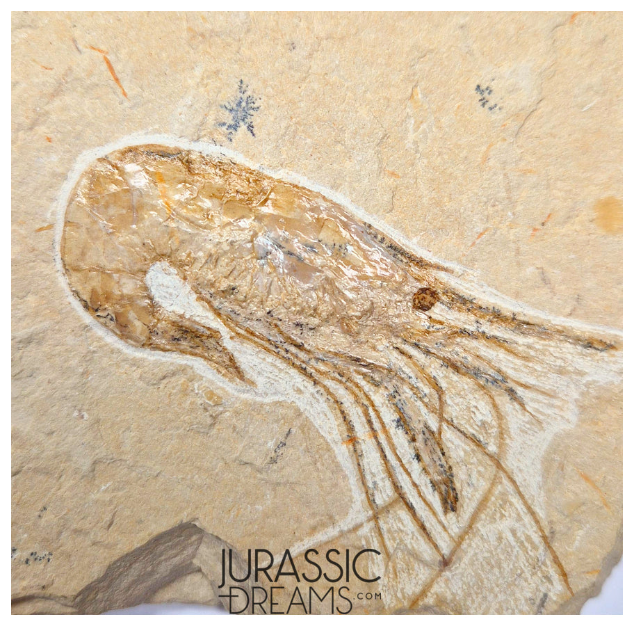 S378 - Nicely Preserved Large Fossil Shrimp "Carpopenaeus sp" - Cretaceous from Lebanon