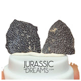 J211 - Exceedingly Rare Hadrosaurid (cf Maisaura peeblesorum) Set of 2 Egg Shells - Late Cretaceous Two Medicine Fm