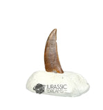 20359 - Nicely Preserved Kryptops palaios Abelisaurid Theropod Dinosaur Premaxillary Tooth