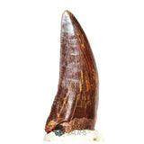 20041 - Gem Grade Carcharodontosaurus saharicus Dinosaur Tooth IN CATAWIKI AUCTION NOW