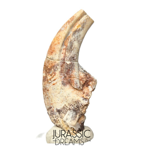 S479 - Top Rare Killer Alvarezsaurid Theropod Dinosaur Manus Claw - Lower Cretaceous Elrhaz Fm