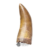 20121- Museum Grade Afrovenator abakensis Megalosaurid Dinosaur Tooth Jurassic Tiouraren Fm IN CATAWIKI AUCTION NOW