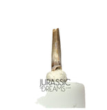 S70 - Exceedingly Rare Paronychodon caperatus (Troodontid Theropod) Dinosaur Tooth - Lance Fm