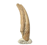 J410 - Museum Grade Ornithocheirid Pterosaur Claw - Lower Cretaceous  Elrhaz Fm