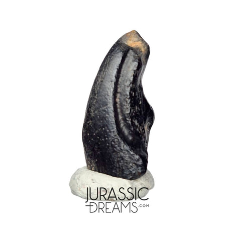 J140 - Top Rare Alvarezsaurid Theropod Dinosaur Claw - Lower Cretaceous Elrhaz Fm