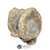 20235 - Huge Atlasaurus imelakei Sauropod Vertebra Bone - El Mers Fm