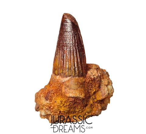 S347 - Outstanding Spinosaurus aegyptiacus Dinosaur Tooth in Natural Matrix - Visible Carina
