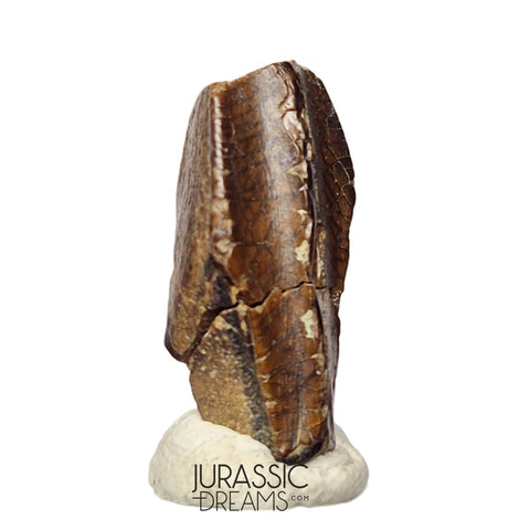 J490 - Large Edmontosaurus Hadrosaurid "duck-billed" Ornithopod Dinosaur Tooth - Lance Creek Fm