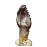 J523 - Top Rare Eusauropoda indet cf Bothriospondylus madagascariensis Sauropod Dinosaur Tooth - Middle Jurassic