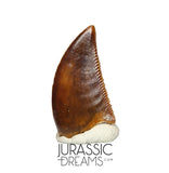 S57 - Finest Quality Majungasaurus crenatissimus Abelisaurid Dinosaur Tooth