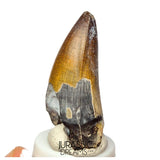S439 - Nicely Preserved Sarcosuchus imperator Crocodile Tooth - Lower Cretaceous Elrhaz Fm