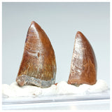 1196 - Set of 2 Juvenile Nicely Preserved Carcharodontosaurus saharicus Dinosaur Teeth