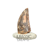 S187 - Gem Grade Abelisaurid (cf Rugops sp) Dinosaur Tooth - Cretaceous KemKem Beds
