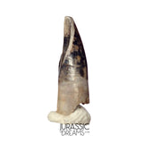 J477 - Tyrannosaur Dinosaur Tooth - Nanotyrannus Premaxillary Tooth (cf Aublysodon) - Hell Creek Fm