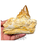 J483 - Nicely Preserved Basilosaurid cf Pappocetus (Whale Ancestor) Molar Tooth in Partial Dentary Bone
