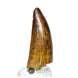 20181 - Large Partial Suchomimus tenerensis Spinosaurid Dinosaur Tooth