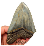 J419 - Outstanding Huge Serrated Megalodon Shark Tooth - Miocene - South Carolina