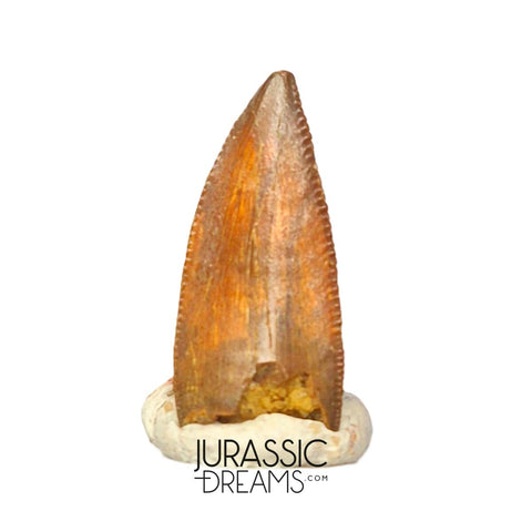 S313 - Rare Abelisaurid (cf Rugops sp) Premaxillary Dinosaur Tooth - Cretaceous KemKem Beds