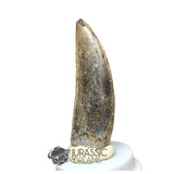 20030 - Large Kryptops palaios Abelisaurid Theropod Dinosaur Tooth - Cretaceous Elrhaz Fm
