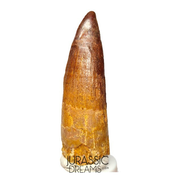 S393 - Nicely Preserved Spinosaurus aegyptiacus Dinosaur Tooth - Red Sanstone Beds
