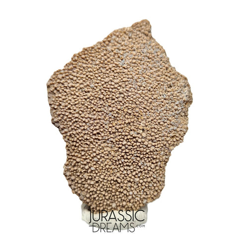 J122 - Exceedingly Rare Saltasaurus Titanosaur Egg Shell - Late Cretaceous Anacleto Fm