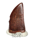S132 - Gem Grade Carcharodontosaurus saharicus Dinosaur Tooth - KemKem Beds
