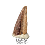 J112 - Rare Juvenile Spinosaurid Dinosaur (cf Suchomimus) Foot Claw - Elrhaz Fm