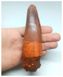 1049 - Massive Rooted Spinosaurus aegyptiacus 5.11'' Dinosaur Tooth