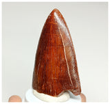 1074 - Gem Grade Carcharodontosaurus saharicus Dinosaur Tooth KemKem