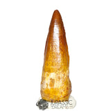 20117 - Gem Grade Spinosaurus aegyptiacus Dinosaur Tooth - Cretaceous KemKem Beds