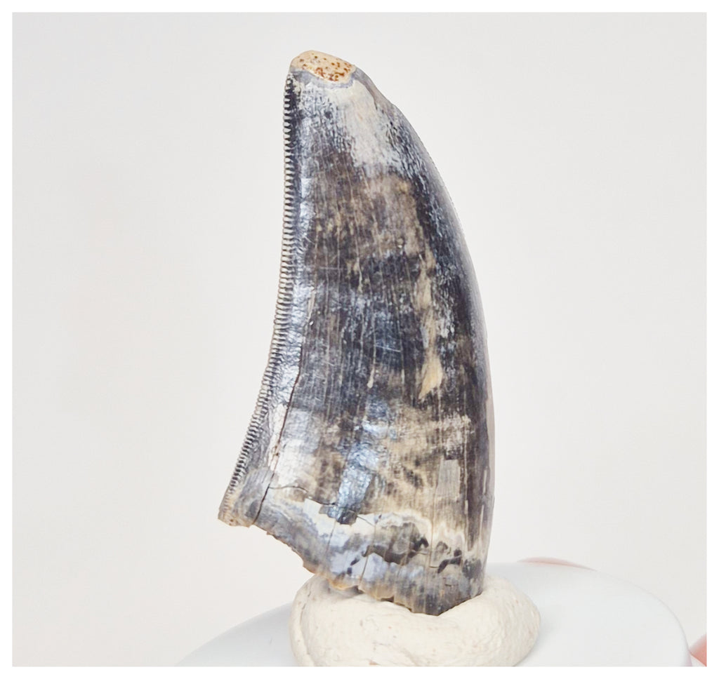 4000 - Museum Grade Serrated Tyrannosaurus rex Dinosaur Tooth from Mon ...