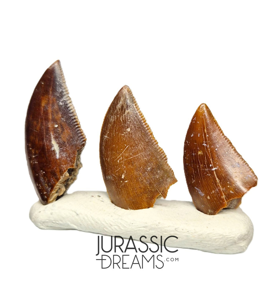 S56 - Set of 3 Majungasaurus crenatissimus Abelisaurid Dinosaur Teeth