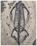 S230 - Nicely Preserved Keichousaurus hui Early Triassic Marine Reptile