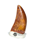 20317 - Gem Grade Carcharodontosaurus saharicus Dinosaur Tooth