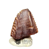 20019 -Exceedingly Rare Unidentified Basal Iguanodontian Dinosaur Tooth