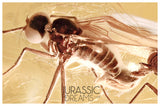 J19 - 2 Rare DAGGER FLIES Brachystomatidae & More Fossil Inclusion Genuine BALTIC AMBER + HQ Picture