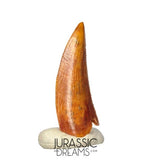 S272 - Gem Grade Abelisaurid (cf Rugops sp) Dinosaur Tooth - Cretaceous KemKem Beds