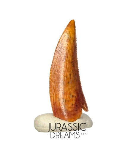 S272 - Gem Grade Abelisaurid (cf Rugops sp) Dinosaur Tooth - Cretaceous KemKem Beds