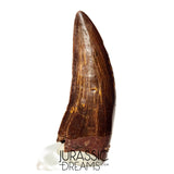 S110 - Gem Grade Carcharodontosaurus saharicus Dinosaur Tooth
